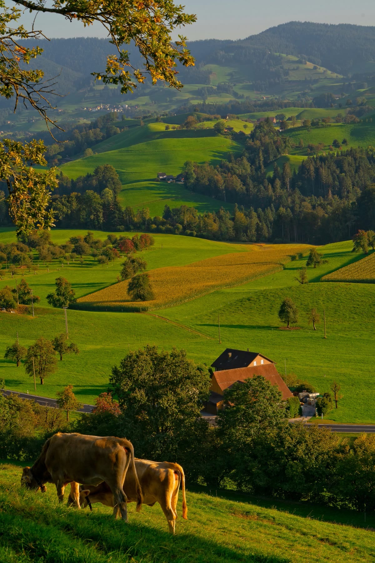 Grass-fed cattle on pasture